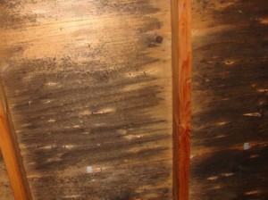 Attic Mold | Chicago Mold Remediation